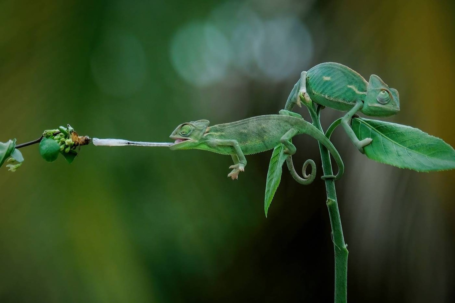 Baby High Pied veiled chameleon Ciledug, Banten, Indonesia CR_OCLF240710C3-1480444-01