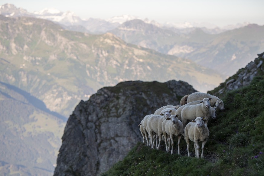 1300 Schafe wandern von einer Weide zur anderen, am Freitag, 7. August 2020, beim &quot;Schafuebergang&quot; unter dem Gipfel des Falknis (2562 Meter) zwischen dem Guschasattel und Flaescher Fuerggli, ...