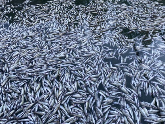 Tote Forellen in der Fischzucht der Blausee AG. (Archivbild)