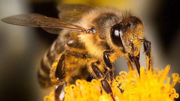 Honigbiene auf Blüte, Nahaufnahme