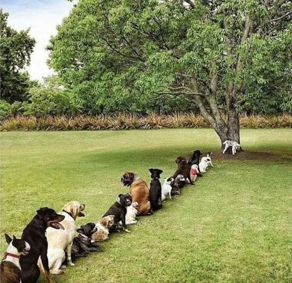 26 lustige Tiere, die deiner Laune einen ordentlichen Schub verpassen
...