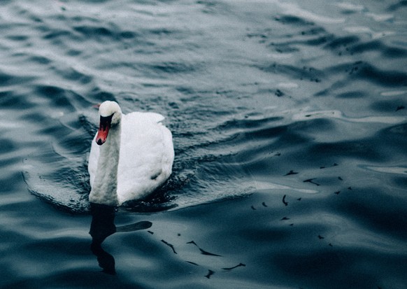 Schwan, Schwäne
https://unsplash.com/photos/Za3z3szlyYg