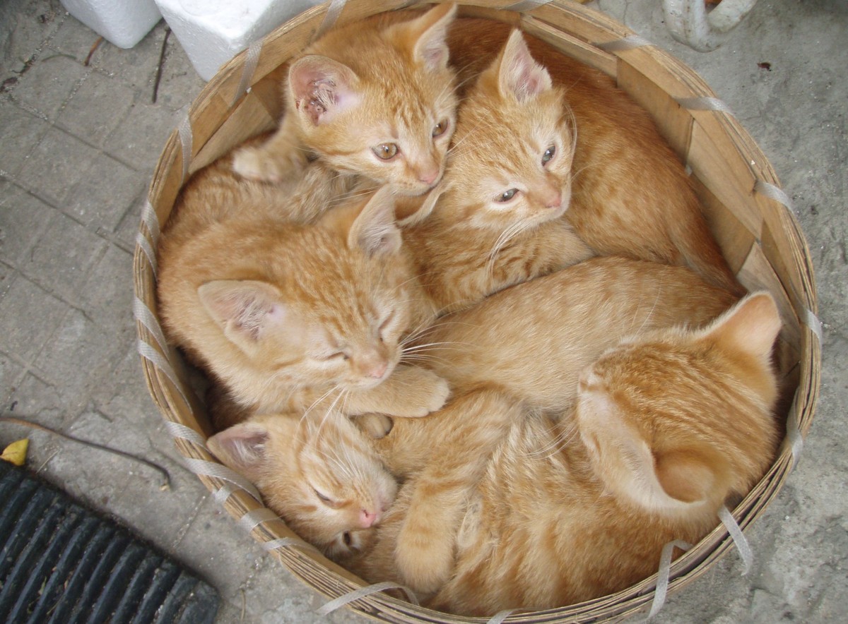 Katzen im Korb

http://imgur.com/gallery/UmMlCFp