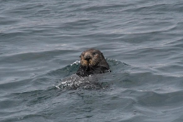 cute news animal tier otter

https://www.reddit.com/r/aww/comments/sig60b/saw_this_sea_otter_eating_a_mussel_it_found_its/q