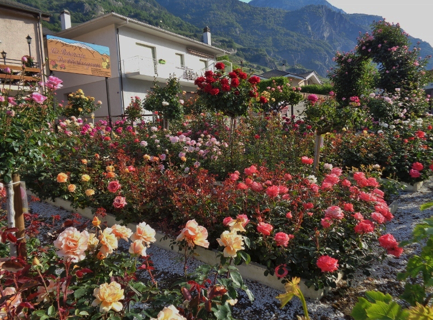 Rauszeit La Roseraie de Chataignier, Rosenblüten.