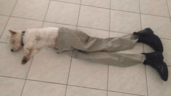 Hund mit Hose
Cute News
https://awwmemes.com/i/19649905