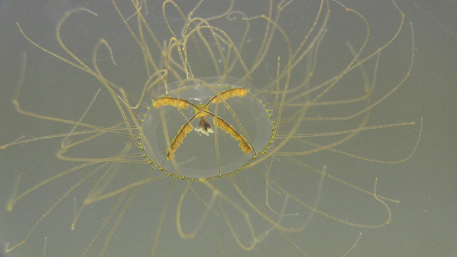 20180727 Ett sällsynt fynd av nässeldjuret Gonionemus vertens har hittats pa västkusten. SVERIGE ttplugin x10500x *** 20180727 A rare find of the nettle Gonionemus vertens has been discovered on the w ...