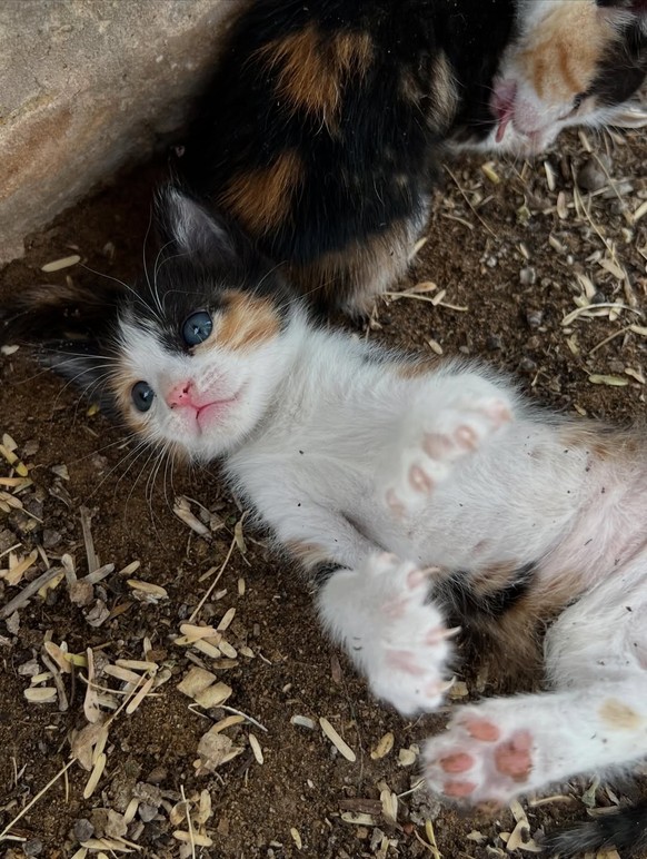 Katzen Baby