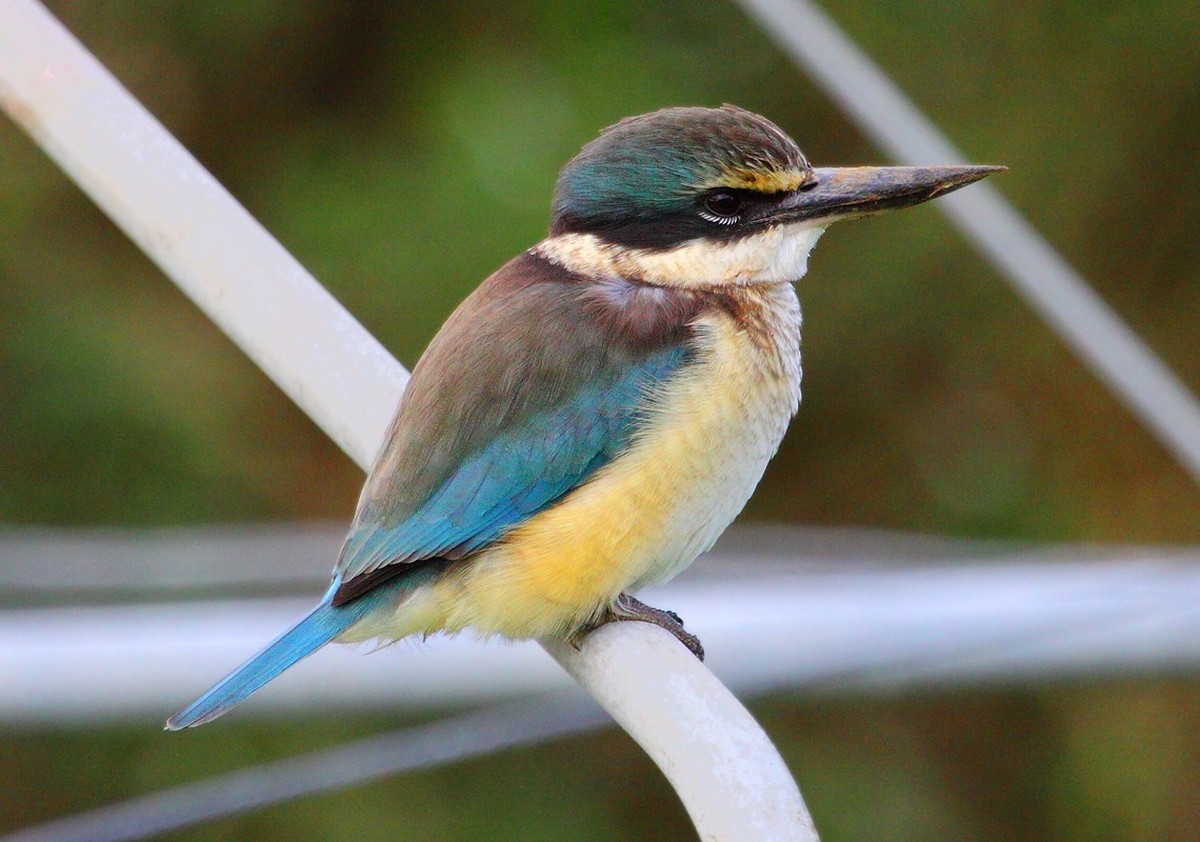 Götzenliest (Todiramphus sanctus)