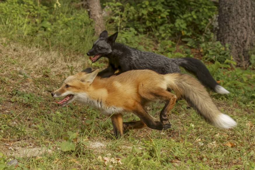 Silver Fox, a melanism form of the red fox, running with a red fox. PUBLICATIONxNOTxINxUSAxCANxMEX Copyright: xAdamxJonesx/x NA02 AJE0793