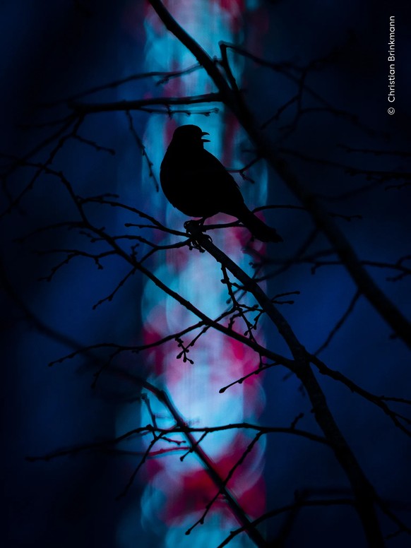 Evening Song.

A singing Eurasian songbird is silhouetted against a backdrop of colourful fairground lights in Münster, Germany.

During a popular fair in Münster called the Send, an interesting atmos ...