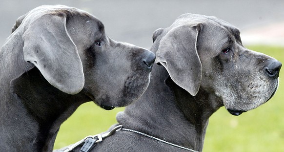 Zwei deutsche Doggen schauen bei einer Pressekonferenz am Donnerstag, 22. Mai 2003 in Dortmund. Vom 29. Mai bis zum 1. Juni 2003 treffen sich in den Dortmunder Westfalenhallen ueber 20.000 Hunde aus 5 ...