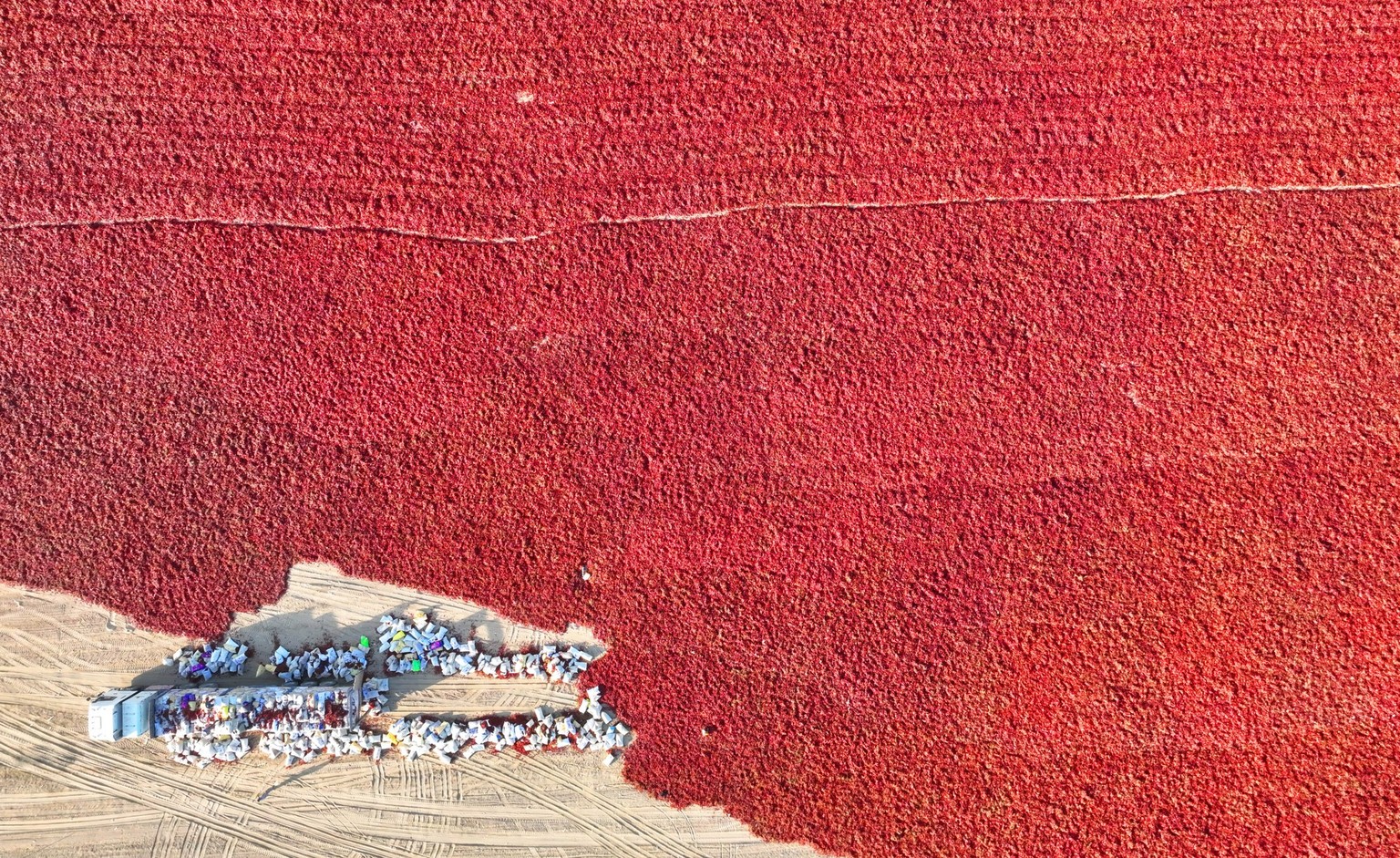 BAYINGOLIN, CHINA - SEPTEMBER 19: Aerial view of red chili peppers aired on fields on September 19, 2023 in Heshuo County, Bayingolin Mongol Autonomous Prefecture, Xinjiang Uygur Autonomous Region of  ...