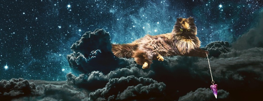 Pendler-Katze Hader weiss, wie dein neues Jahr aussehen wird