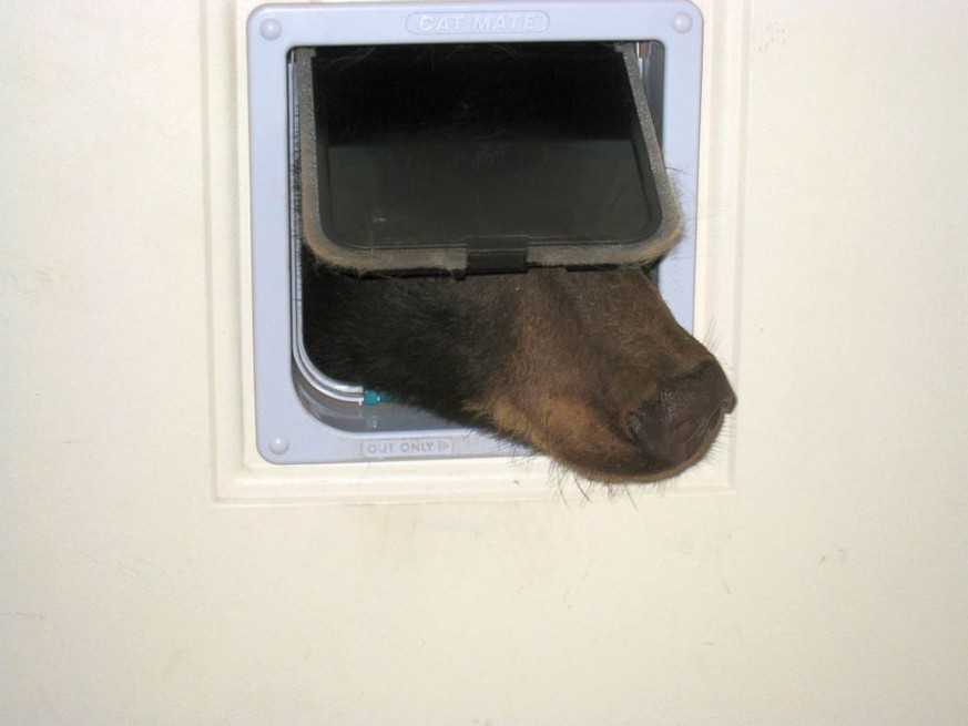 Muss seine Nase in alles stecken: der Bär.