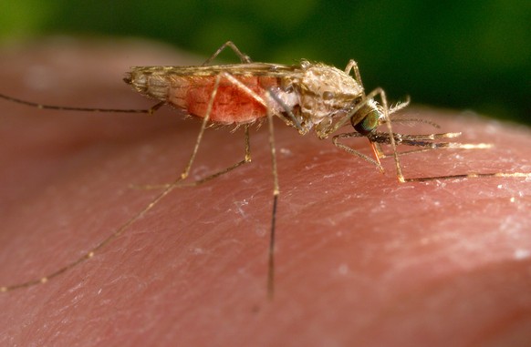 FILE - This 2014 photo made available by the U.S. Centers for Disease Control and Prevention shows a feeding female Anopheles gambiae mosquito. The species is a known vector for the parasitic disease  ...