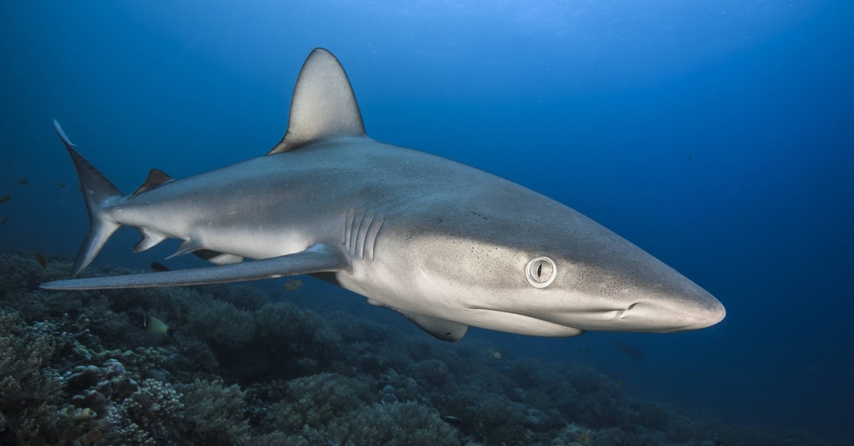 Haie wegen Karibik-Tourismus auf Koks – die Folgen sind bedenklich