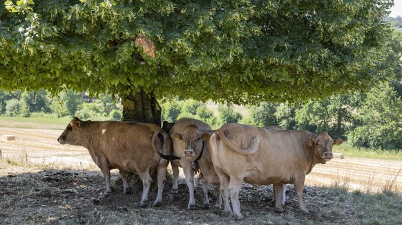 Kuehe stehen unter einem Baum im Schatten, in Ruswil im Kanton Luzern, am Freitag, 10. Juli 2026. (KEYSTONE/Urs Flueeler)