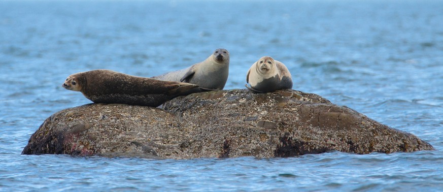 Früher waren sie fast ausgerottet: die Kegelrobben im Wattenmeer der Nordsee.