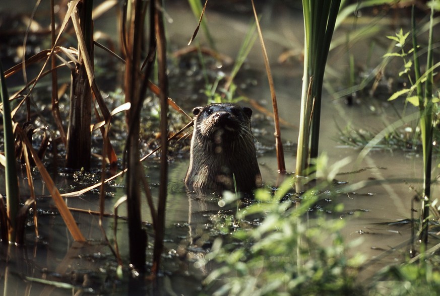 Fischotter, River Otter (Lutra) cd 7
