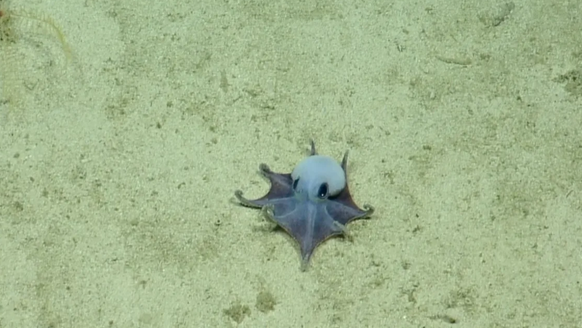 octopus galapagos