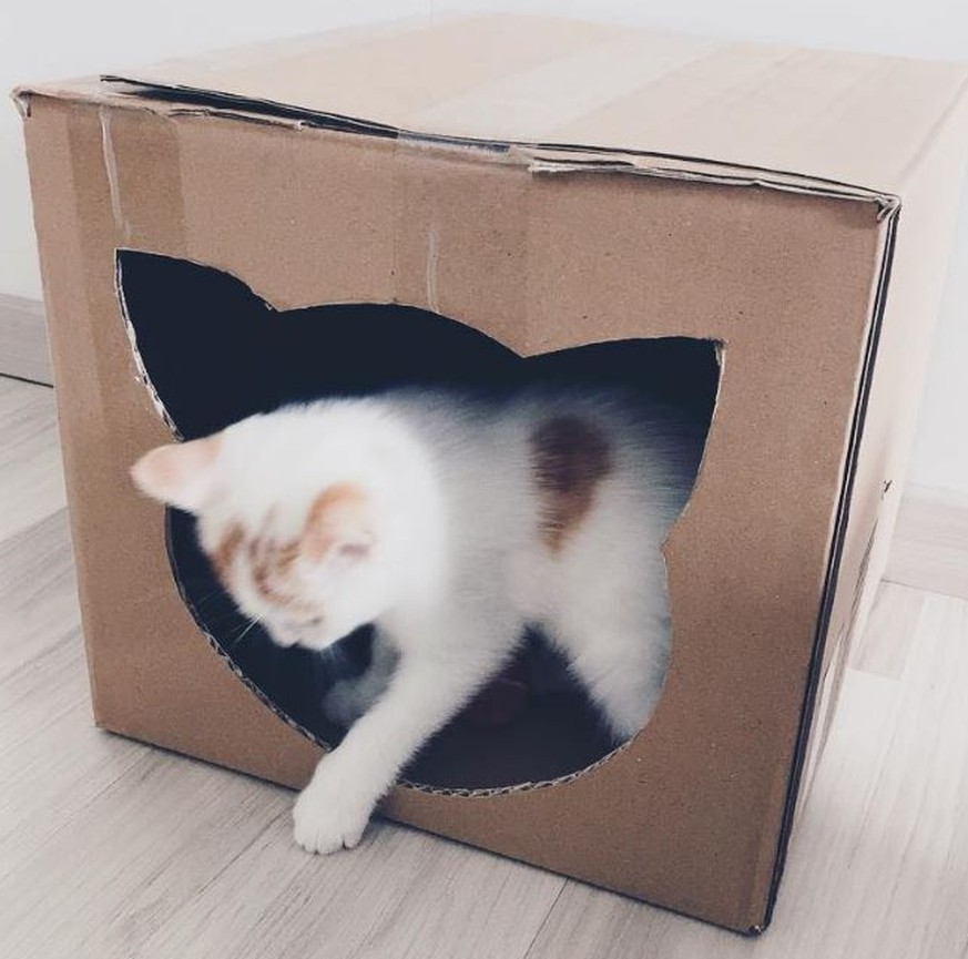13
  Kartonkisten, die jede Katze in ihrem Leben braucht