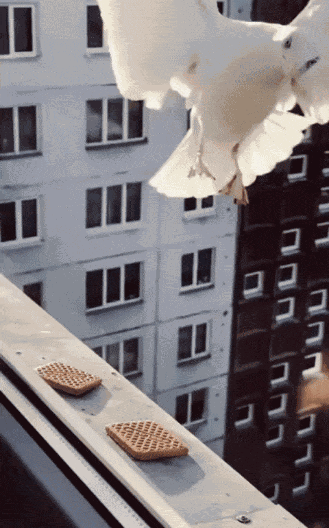 Animated GIF