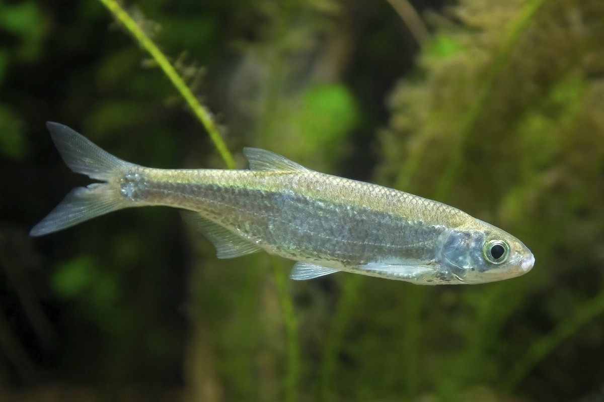 Gew�hnlicher Ukelei Alburnus alburnus, Cyprinus alburnus S��wasser Grobfisch, der im See unter Wasser schwimmt, Vorkommen in Europa und Westasien Common bleak Alburnus alburnus, Cyprinus alburnus fres ...