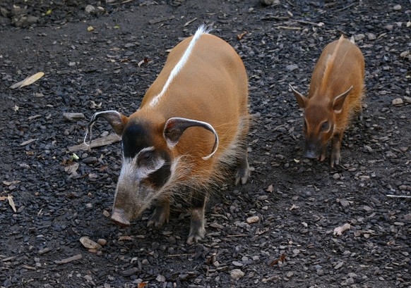 cute news titer pinselohrschwein