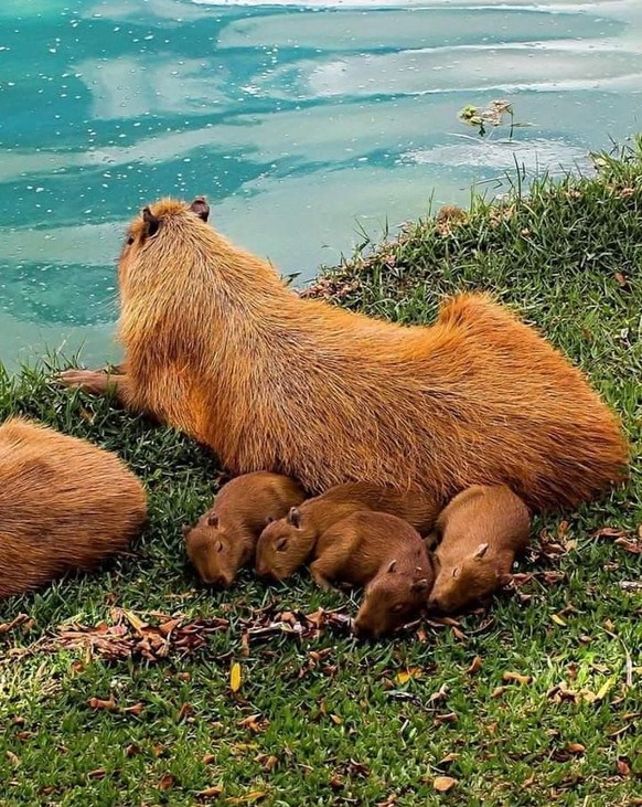 cute news tier capybara

https://www.reddit.com/r/capybara/comments/1f2gu4t/capybara_family/