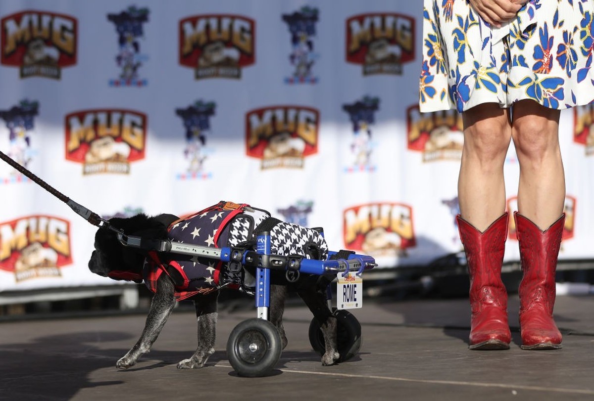 PETALUMA, CALIFORNIA - JUNE 21: A pug names Rome walks on stage during the World's Ugliest Dog contest at the Marin-Sonoma County Fair on June 21, 2024 in Petaluma, California. A Pekingese dog na ...