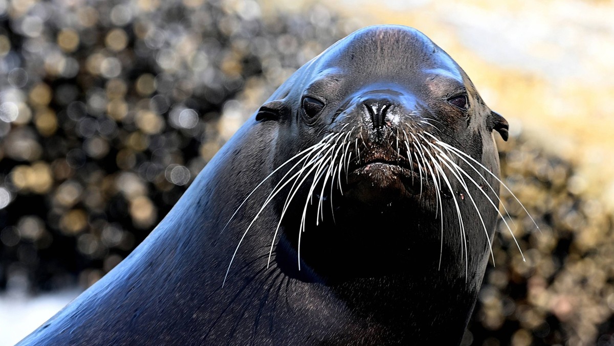 Un homme recherché pour avoir décapité un lion de mer aux Etats-Unis (image d'illustration).