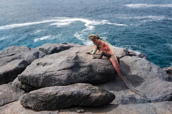 galapagos island marine iguana meerechse darwin evolution