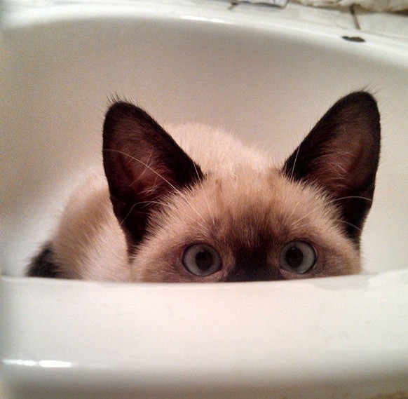 Katze im Waschbecken.
http://imgur.com/gallery/IQ10b3D