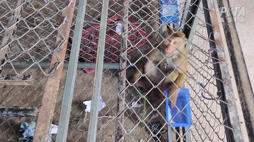 Affe in einem Käfig, der für Pflücken von Kokosnüssen missbraucht wird.