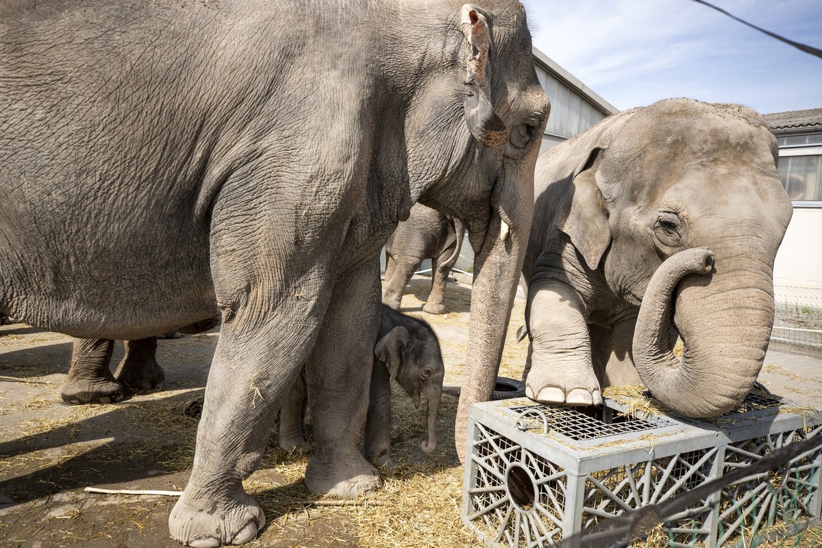 Das vier Tage alte, noch namenlose maennliche Elefantenbaby im Knie's Kinderzoo in Rapperswil, am Dienstag, 10. Mai 2022. (KEYSTONE/Alexandra Wey)