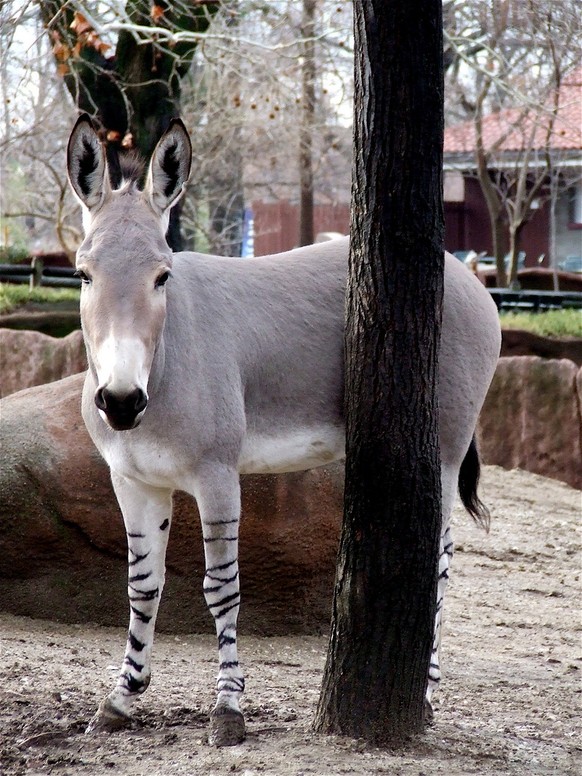 Afrikanischer Wildesel
Cute News
https://de.wikipedia.org/wiki/Afrikanischer_Esel#/media/File:African_wild_Ass.jpg