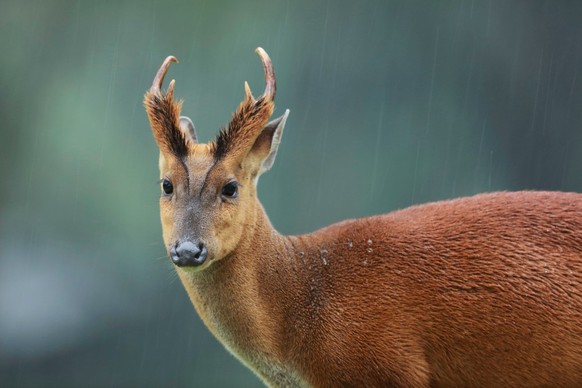 Male Muntjacs, also known as barking deer and Mastreani deer, are small deer of the genus Muntiacus, near the rain.  Blur background with copy space, Khaoyai National Park.  Thailand