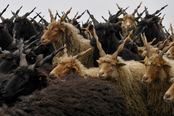 epa06280330 A herd of Racka sheep, an ancient Hungarian sheep species, is driven by shepherds from their summer pasture to its winter habitat in the puszta or Hungarian steppe of Hortobagy, 183 kms ea ...