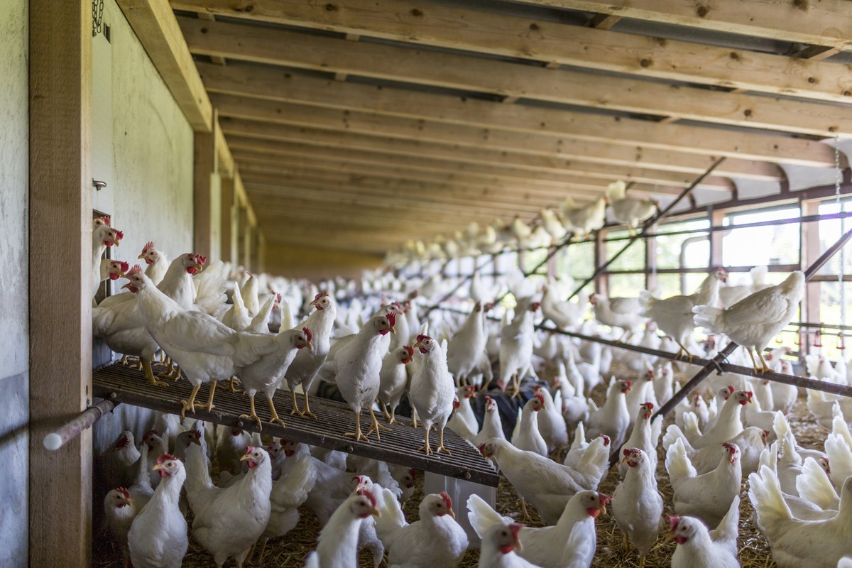 Laying hens in the outdoor area, pictured on June 7, 2013, on Mister Inauen's farm, where eggs are produced in a barn system, in Duernten, canton of Zurich, Switzerland.

Legehennen im Aussenbere ...