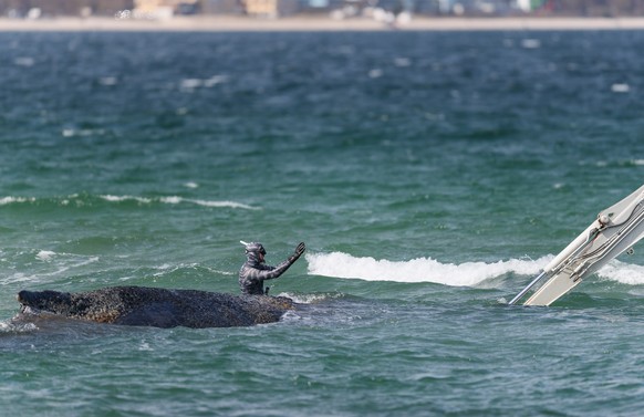 KEYPIX - epa12850924 Marine biologist Robert Marc Lehmann attempts to help a beached whale lying in the waters of the Baltic Sea near Niendorf harbor in Timmendorfer Strand, Germany, 26 March 2026. Th ...