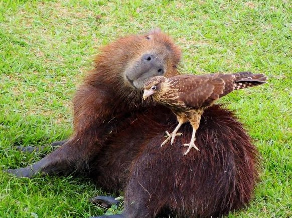 capybara

https://imgur.com/gallery/DXp8L