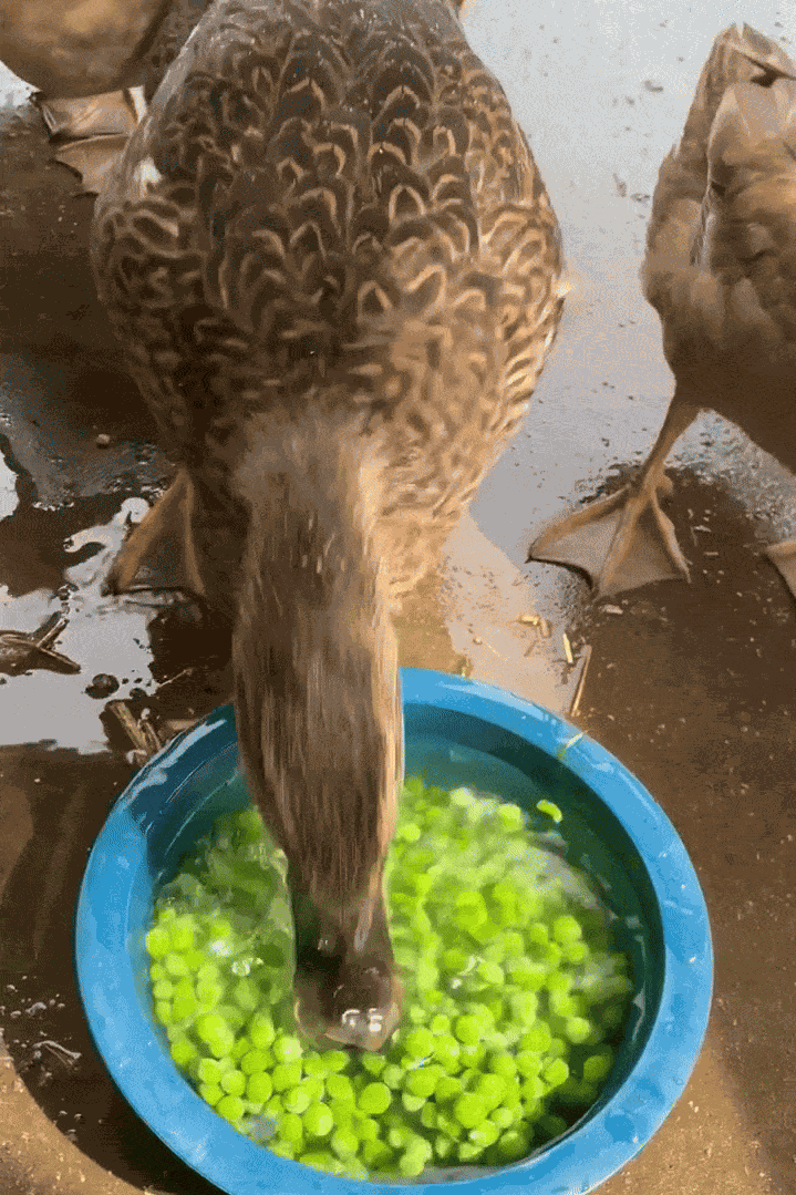 Animiertes GIF