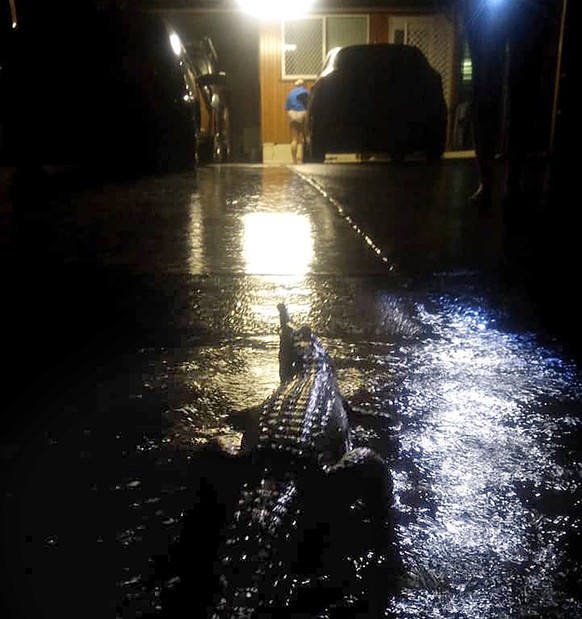 epa07342444 A handout photo made available by Erin Hahn via AAP shows of a crocodile in front of a Mundingburra residence during flooding in Townsville, Queensland, Australia, 04 February 2019. Author ...