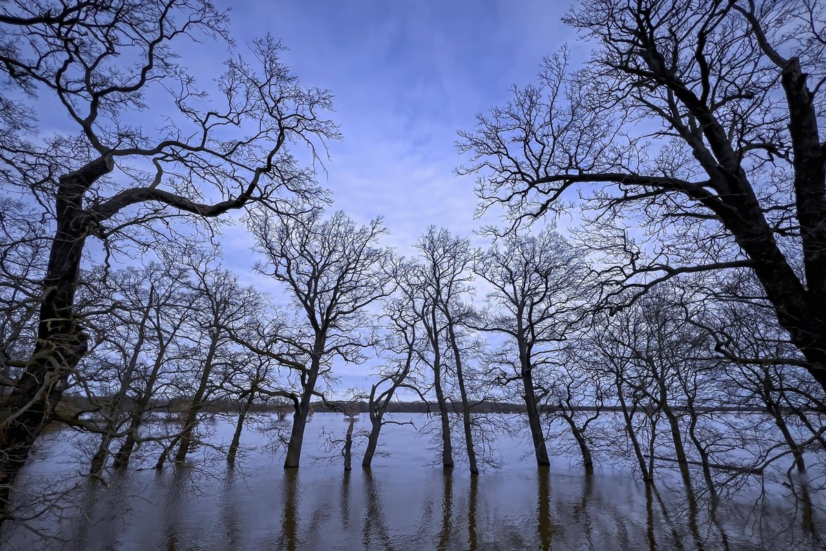 Hochwasser, Hochwasserschutz, Überflutung, Deichschutz, Deich an der Elbe, Überschwemmung, Sonnenaufgang, Biotop, Elbdeich, Habitat, Elbauen, Auenlandschaft, Flusslauf, Delta, Flusslandschaft Mittelel ...