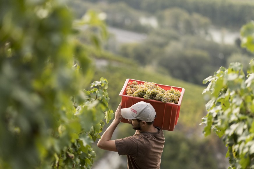 Winemaker Regis Bagnoud carries a crate full with grapes of Humagne Blanche in a vineyard near Flanthey - Lens, overlooking the valley of the Rhone above the town of Sierre in the canton of Valais, Sw ...