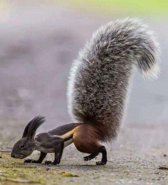 Borneo-Hörnchen

https://www.reddit.com/r/AIDKE/comments/1ucld50/tufted_ground_squirrel_rheithrosciurus_macrotis/