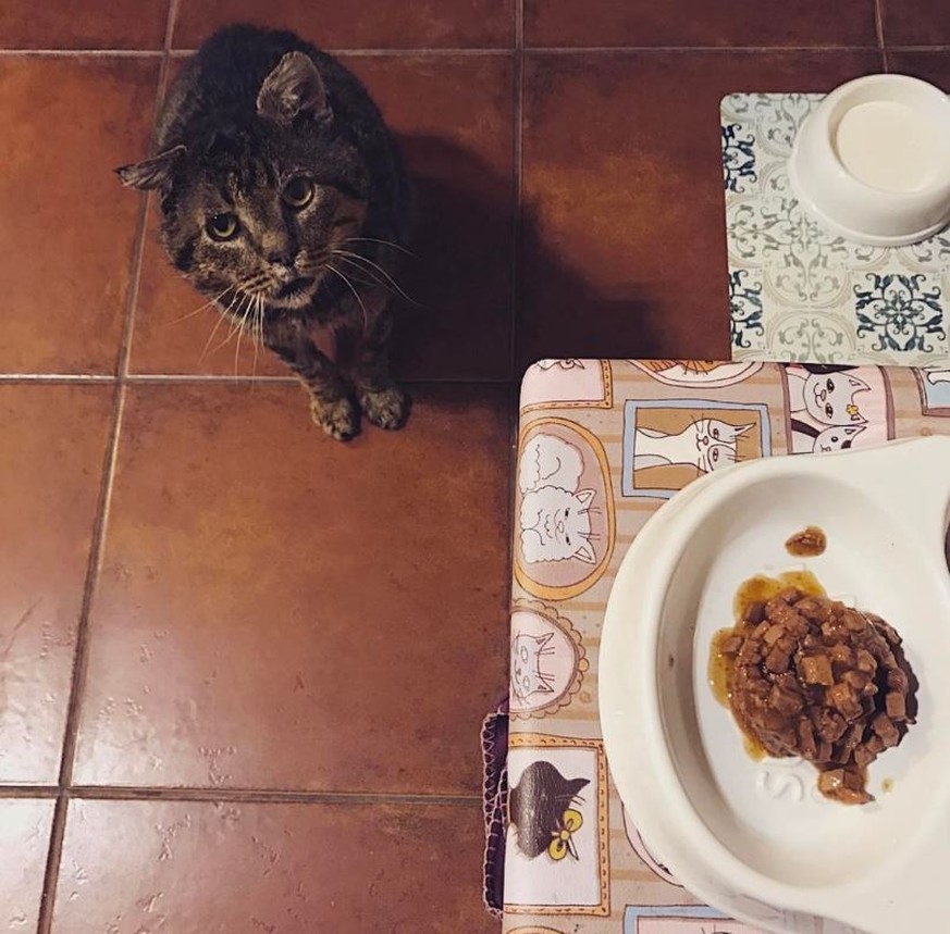 8 Anzeichen, dass du in deinem letzten Leben eine Katze warst