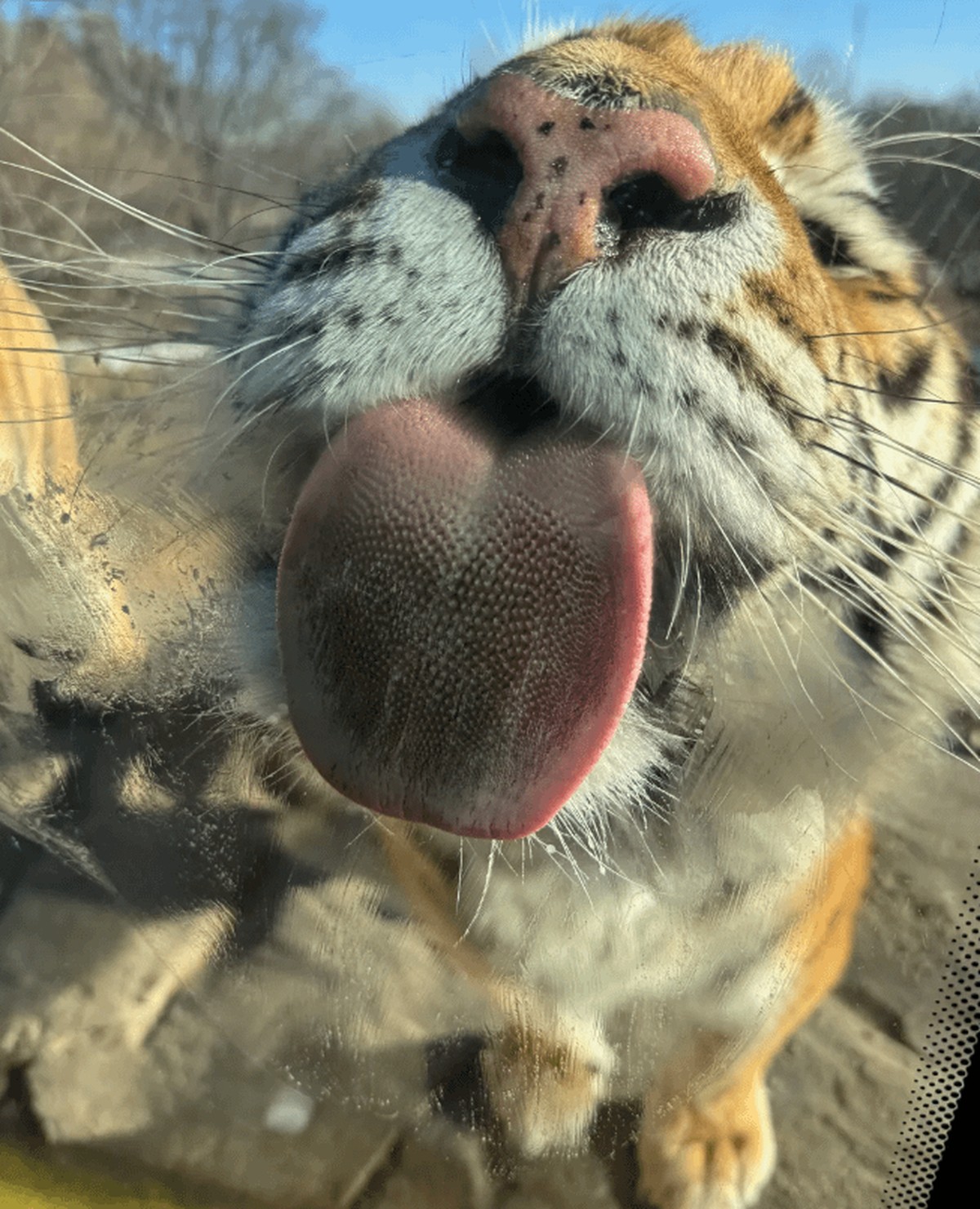 cute news tier tiger

https://www.reddit.com/r/bigcats/comments/1qhvxmb/when_this_cat_is_only_one_glass_away/