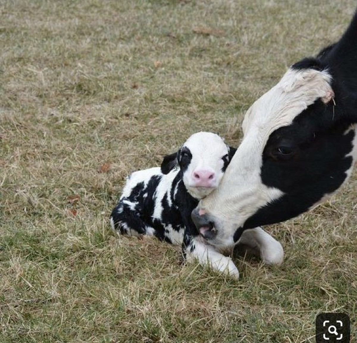 cute news tier kuh

https://ch.pinterest.com/pin/844493674320292/